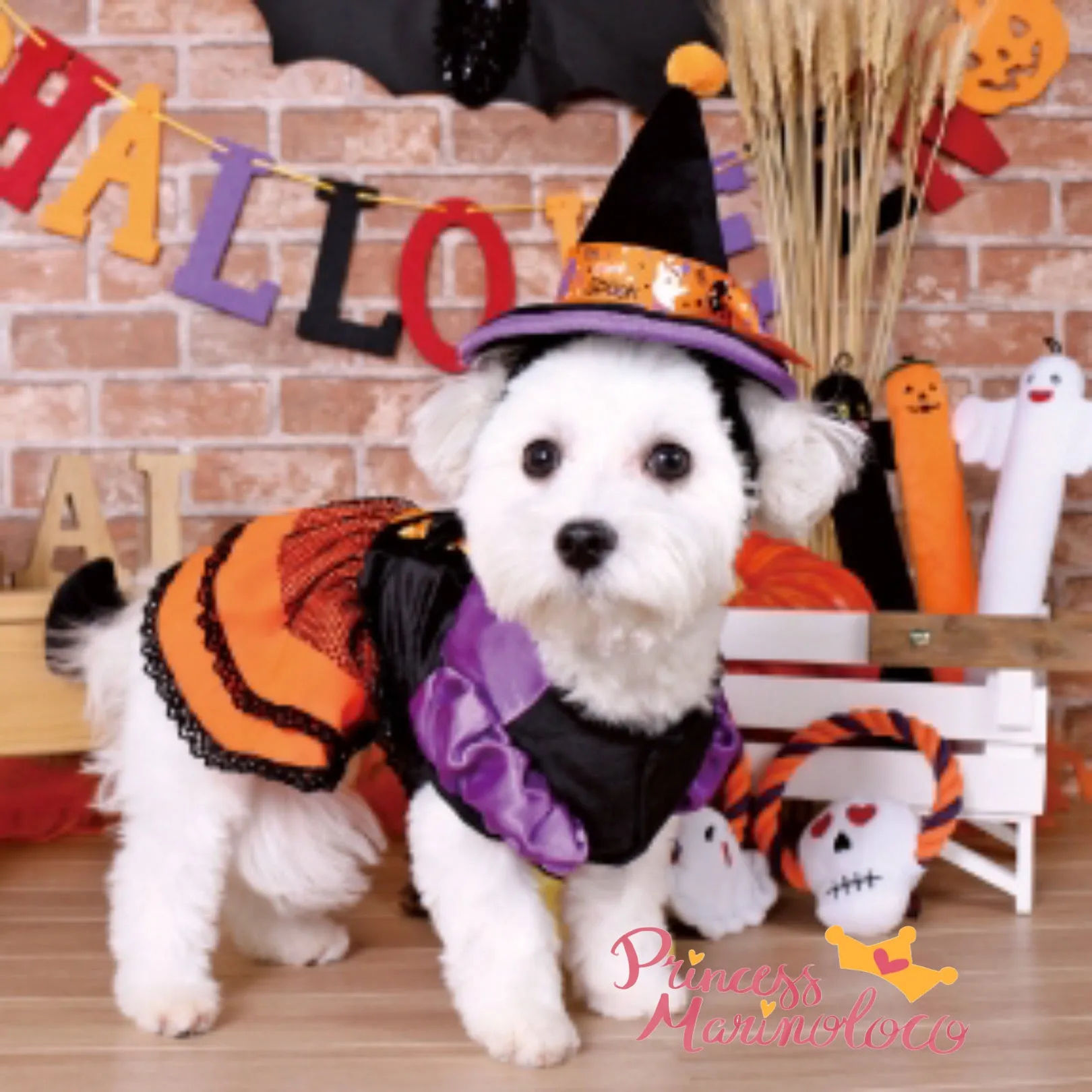 Scary-Cute Witch Hat & Dress Dog Costume